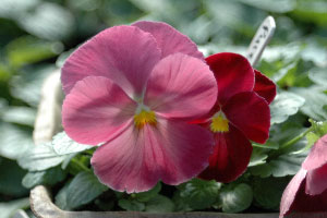 Pansy pure rose