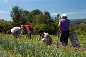 garlic harvest with Belovs